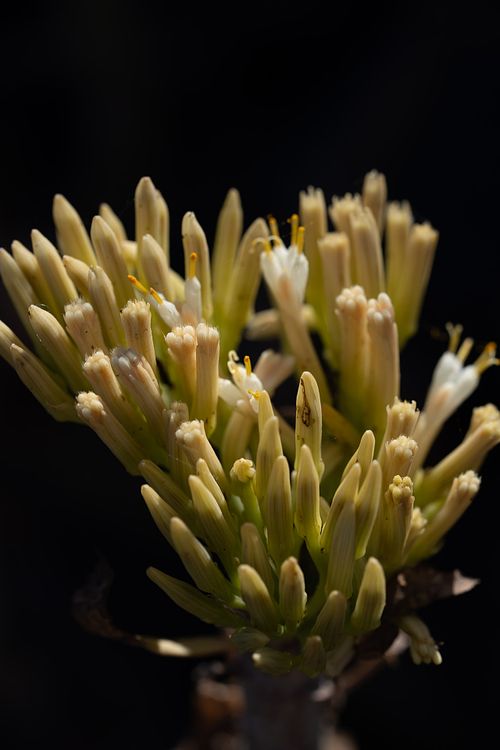 Gomera Gardens