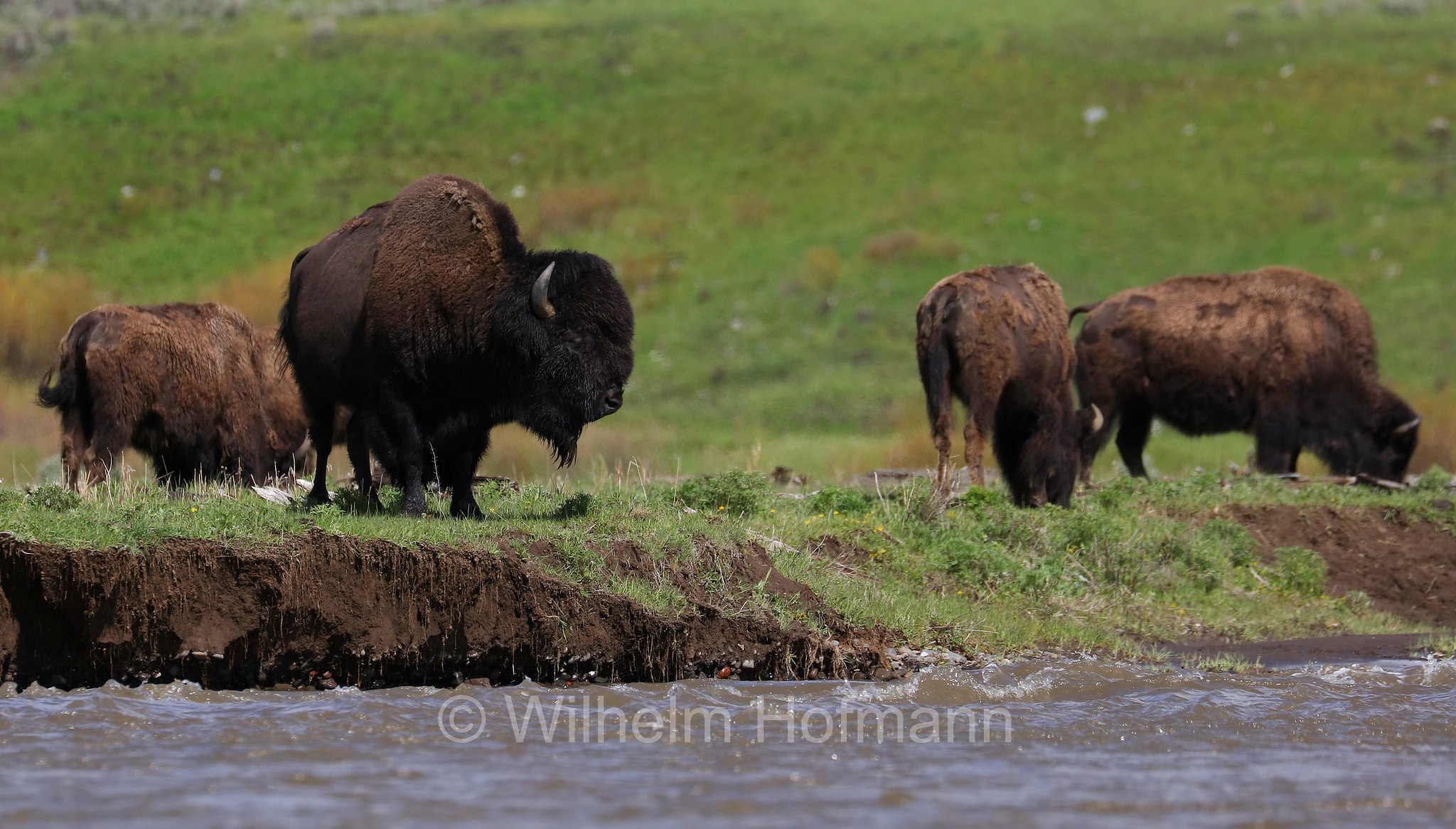 Plains bison, Präriebison, bisonte delle pianure, Bison bison bison, Yellowstone National Park, Yellowstone-Nationalpark﻿, parco nazionale di Yellowstone, Wyoming, USA