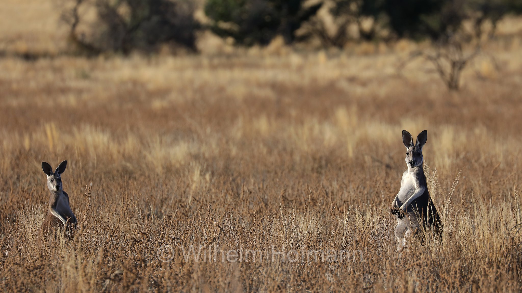 red kangaroo, Rotes Riesenkänguru, canguro rosso, Osphranter rufus, Wilpena Pound, Ikara–Flinders Ranges National Park, Ikara-Flinderskette-Nationalpark, parco nazionale Monti Flinders, South Australia, Südaustralien, Australia Meridionale, Australia, Australien