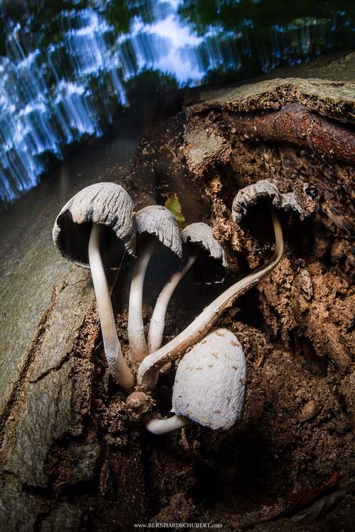 Mycena sp. - Bonnet