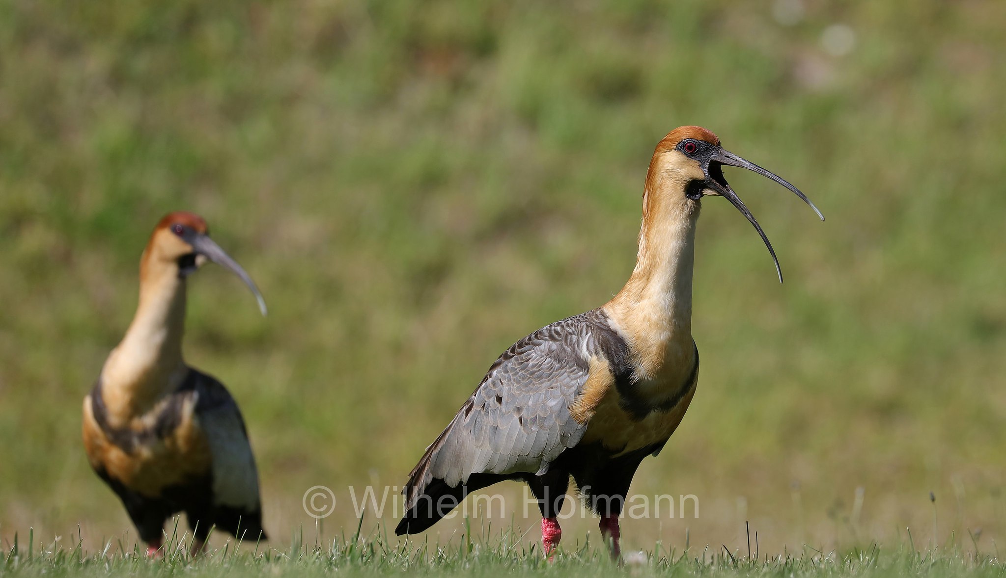 black-faced ibis, Schwarzzügelibis, Brillenibis, ibis faccianera, Theristicus melanopis, San Carlos de Bariloche, Bariloche, Rio Negro, Río Negro, Argentina, Argentinien
