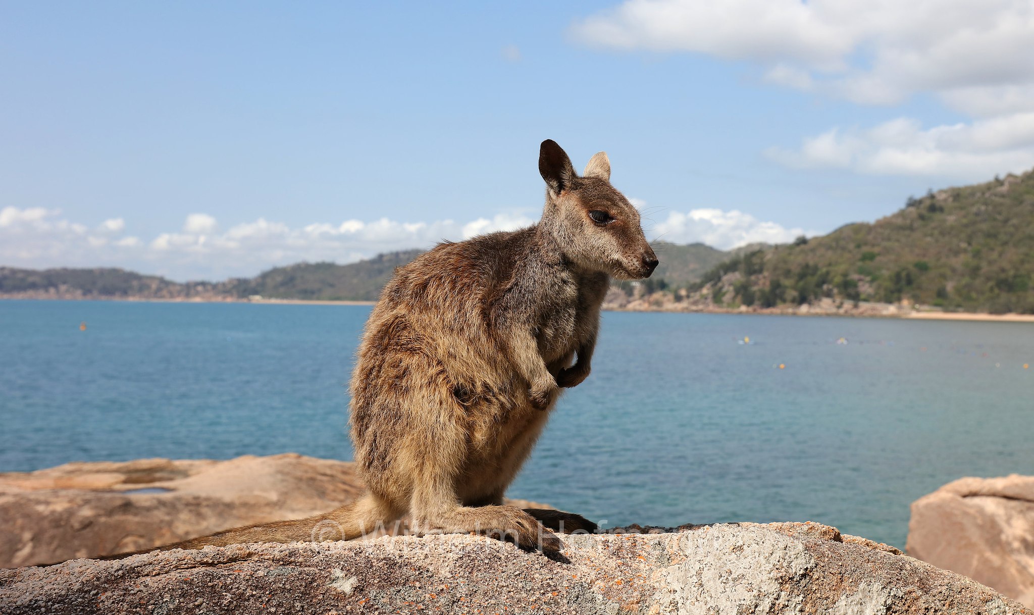 Petrogale assimilis, allied rock-wallaby, Weasel rock-wallaby, Variables Felskänguru, wallaby delle rocce alleato, Geoffrey Bay, Magnetic Island, Queensland, Australia, Australien