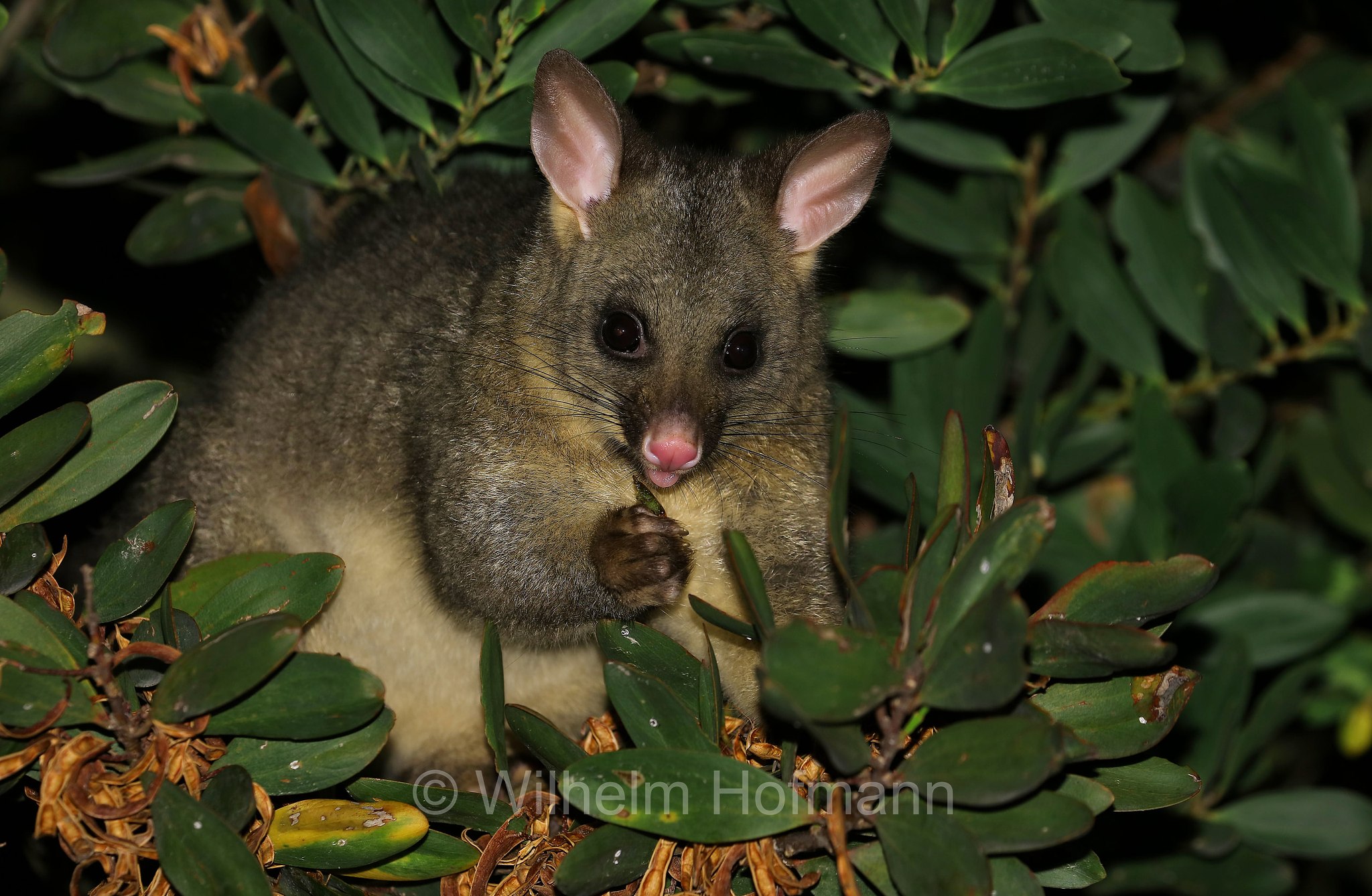 common brushtail possum, Fuchskusu, tricosuro volpino, Trichosurus vulpecula, Narawntapu National Park, Narawntapu-Nationalpark, parco nazionale Narawntapu, Tasmania, Tasmanien, Australia, Austalien