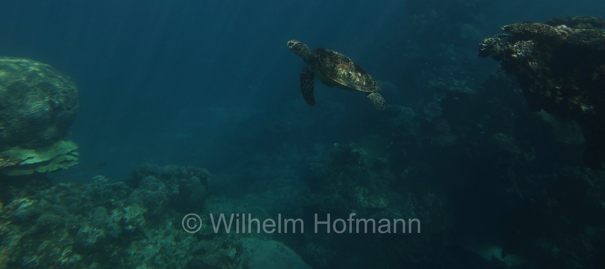 Chelonia mydas, green sea turtle, green turtle, black sea turtle, Pacific green turtle, Grüne Meeresschildkröte, tartaruga verde, Ningaloo Reef, Ningaloo Coast, Ningaloo Marine Park, Ningaloo Commonwealth Marine Reserve, Costa di Ningaloo, Western Australia, Westaustralien, Australia Occidentale, Australia, Australien