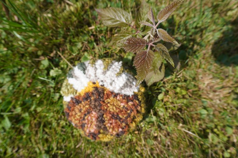 drawn to daisies: charm