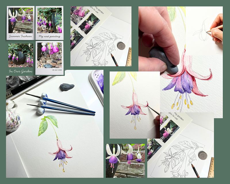 Sketching My Garden Fuchsias - Notes from My Sketchbook