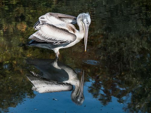 Tierpark Dählhölzli
