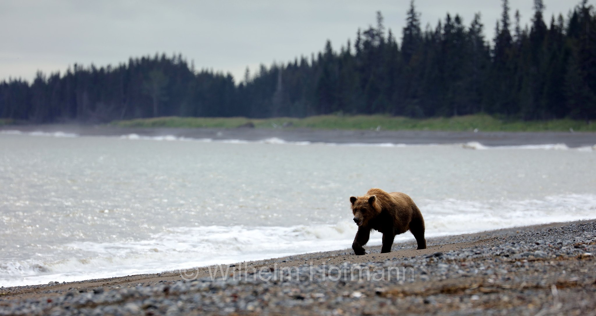 Ursus arctos gyas, Alaska Peninsula brown bear, peninsular grizzly, Alaska-Halbinsel-Braunbär, Alaska-Küstenbraunbär, Alaska-Braunbär, Großer Alaska-Braunbär, orso bruno della penisola dell'Alaska, grizzly peninsulare, grizzly costiero, grizzly gigante, Silver Salmon Creek, Lake Clark National Park, Lake Clark National Park and Preserve, Lake-Clark-Nationalpark, Parco nazionale e riserva di Lake Clark, Alaska, USA