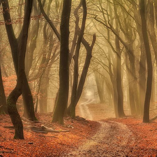 Woodscapes