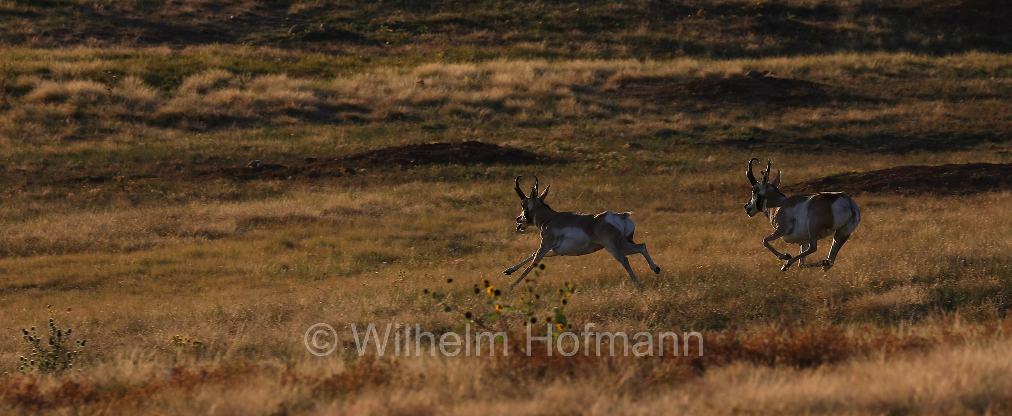 Antilocapra americana, pronghorn, American antelope, prong buck, pronghorn antelope, prairie antelope, Gabelbock, Gabelhornantilope, Gabelantilope, Gabelhorntier, Pronghorn, antilocapra, Wind Cave National Park, Wind-Cave-Nationalpark, Parco nazionale di Wind Cave, South Dakota, Dakota del Sud, USA