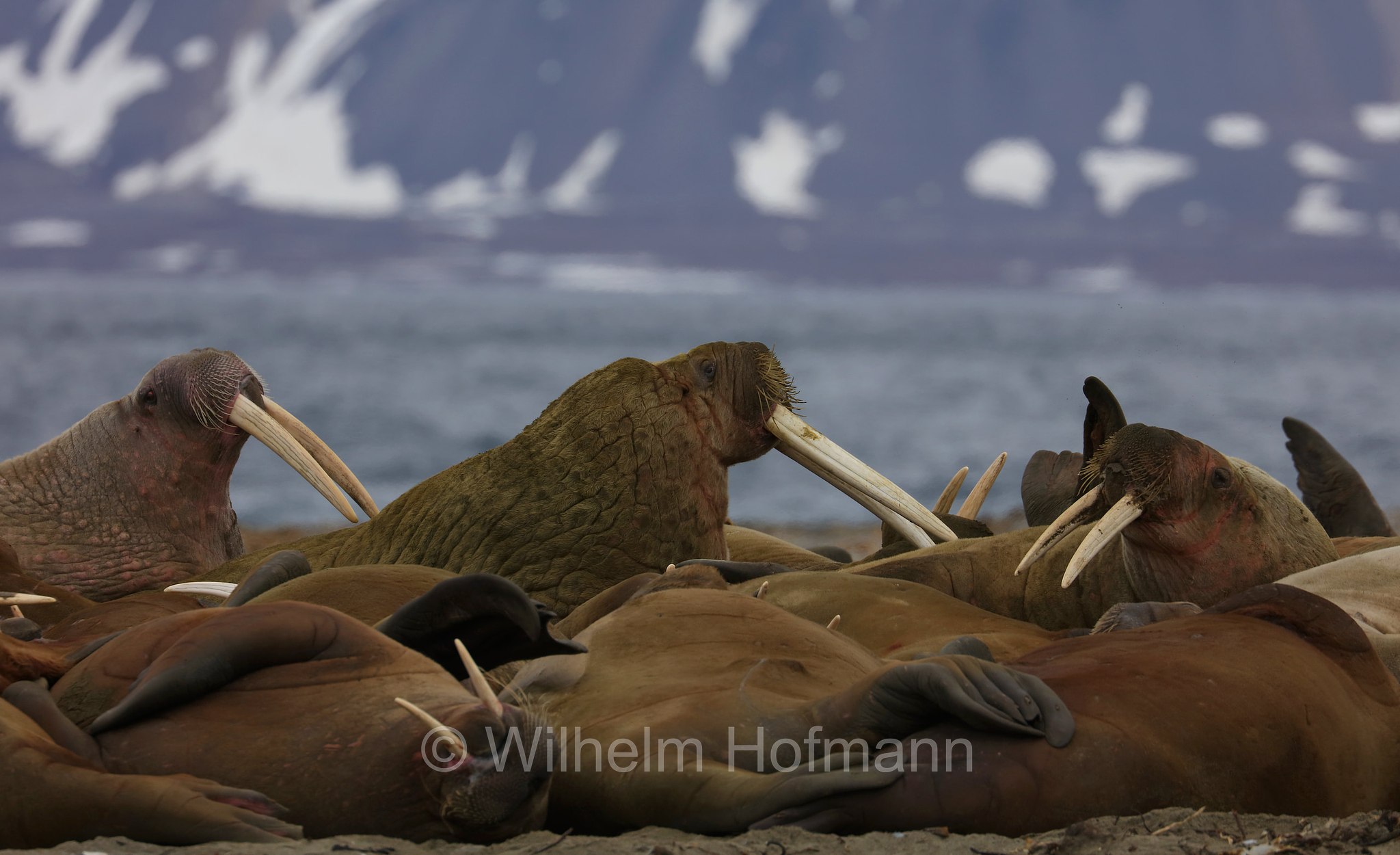 Odobenus rosmarus rosmarus, Atlantic walrus, Atlantisches Walross, tricheco dell'Atlantico, Forlandet National Park, Forlandet-Nationalpark, parco nazionale Forlandet, Prins Karls Forland, Prinz-Karl-Vorland, Svalbard, Spitzbergen, Norway, Norwegen, Norvegia