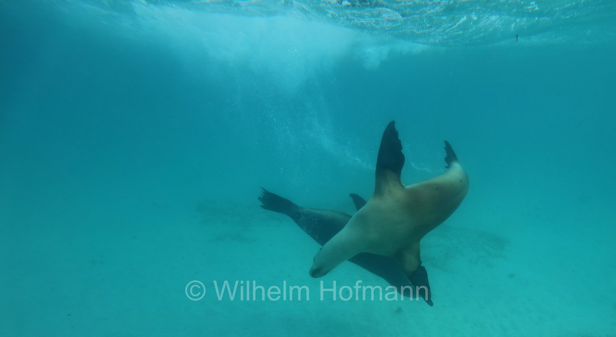 Australian sea lion, Australian sea-lion, Australian sealion, Australischer Seelöwe, leone marino australiano, Neophoca cinerea, Jurien Bay Marine Park, Western Australia, Westaustralien, Australia Occidentale, Australia, Australien