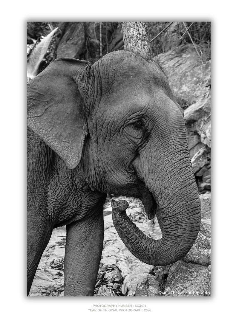 COLLECTION - GIANTS OF THE LAND VERTICAL - "Beauty" - LIMITED EDITION 10 of 10