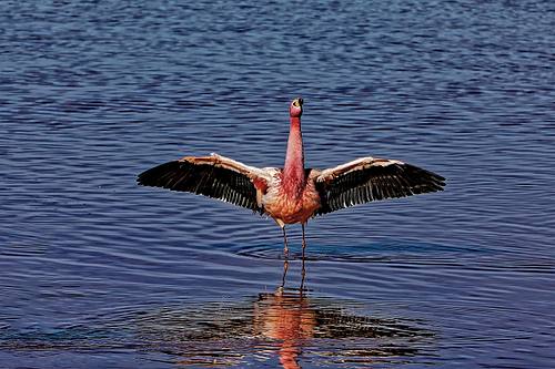 Flamands roses dans les lagunes Sud Lipez en Bolivie