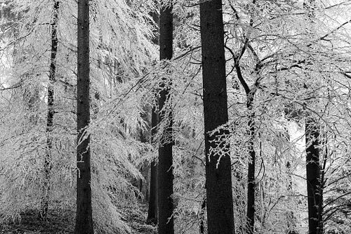 Winterwald