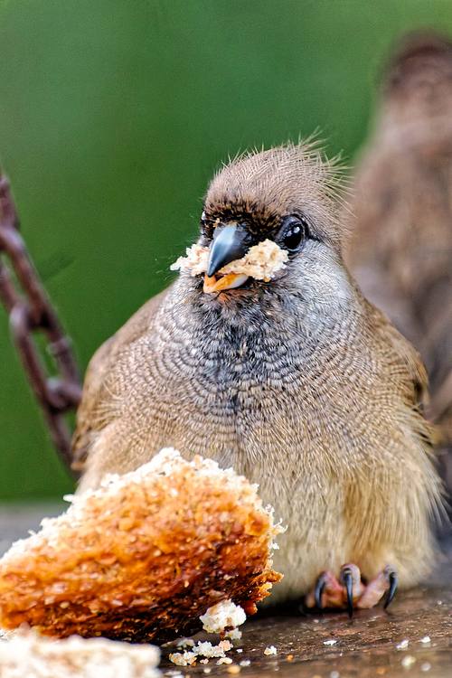 Repas d'un oiseau du Kenya