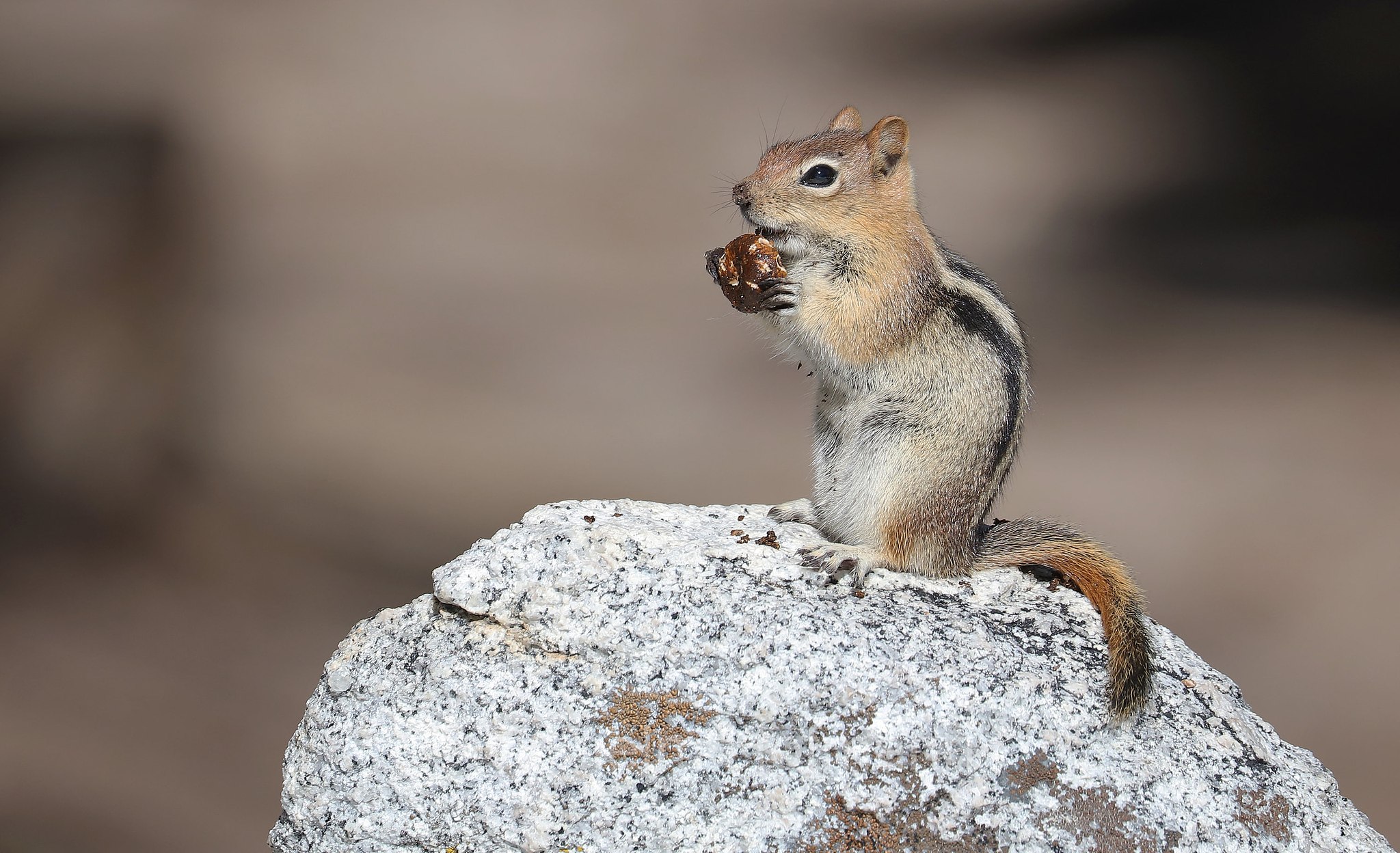 Callospermophilus lateralis, Spermophilus lateralis, golden-mantled ground squirrel, Goldmantelziesel, citello dal mantello dorato, John Muir Trail, Yosemite National Park, Yosemite-Nationalpark, Parco nazionale di Yosemite, California, USA