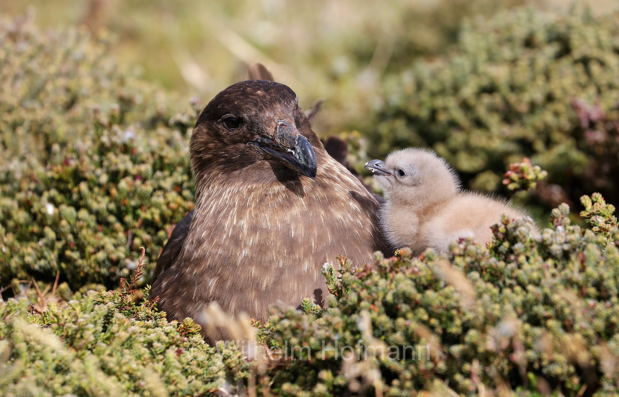 brown skua, Antarctic skua, Subantarctic skua, southern great skua, southern skua, hākoakoa, Subantarktikskua, Brauner Skua, Braunskua, stercorario antartico, Bleaker Island, Isla María, Falkland Islands, Falklandinseln, Isole Falkland