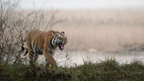 Corbett Tiger Reserve, Tiger, Panthera Tigris, Uttarakhand, ICUN red list, endangered