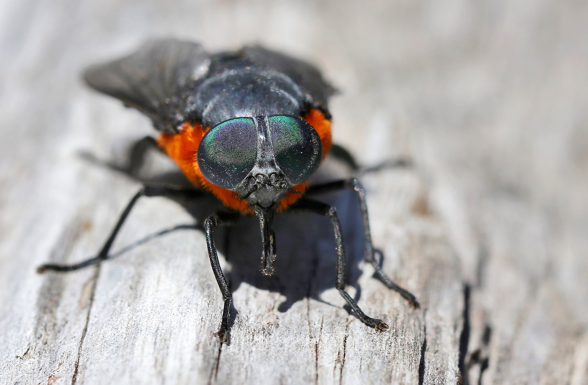 coliguacho, tábano, black horse fly, Osca lata, Playa del Lago Todos los Santos, Los Lagos, Puerto Varas, Patagonia, Patagonien, Chile, Cile