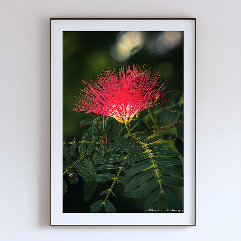 THE ONE - WILDLIFE & NATURE - "Puff Flower" - LIMITED EDITION 5 of 5