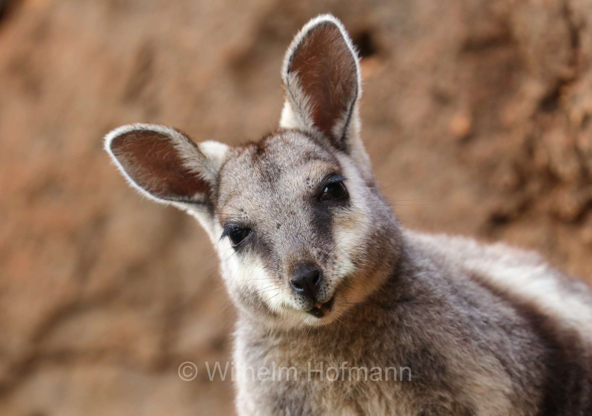 Petrogale lateralis, ﻿black-flanked rock-wallaby, black-footed rock-wallaby, warru, Schwarzpfoten-Felskänguru, wallaby delle rocce dai fianchi neri, wallaby delle rocce dai piedi neri, warru, Mandu Mandu Gorge, Cape Range National Park, Cape-Range-Nationalpark, Western Australia, Westaustralien, Australia Occidentale, Australia, Australien