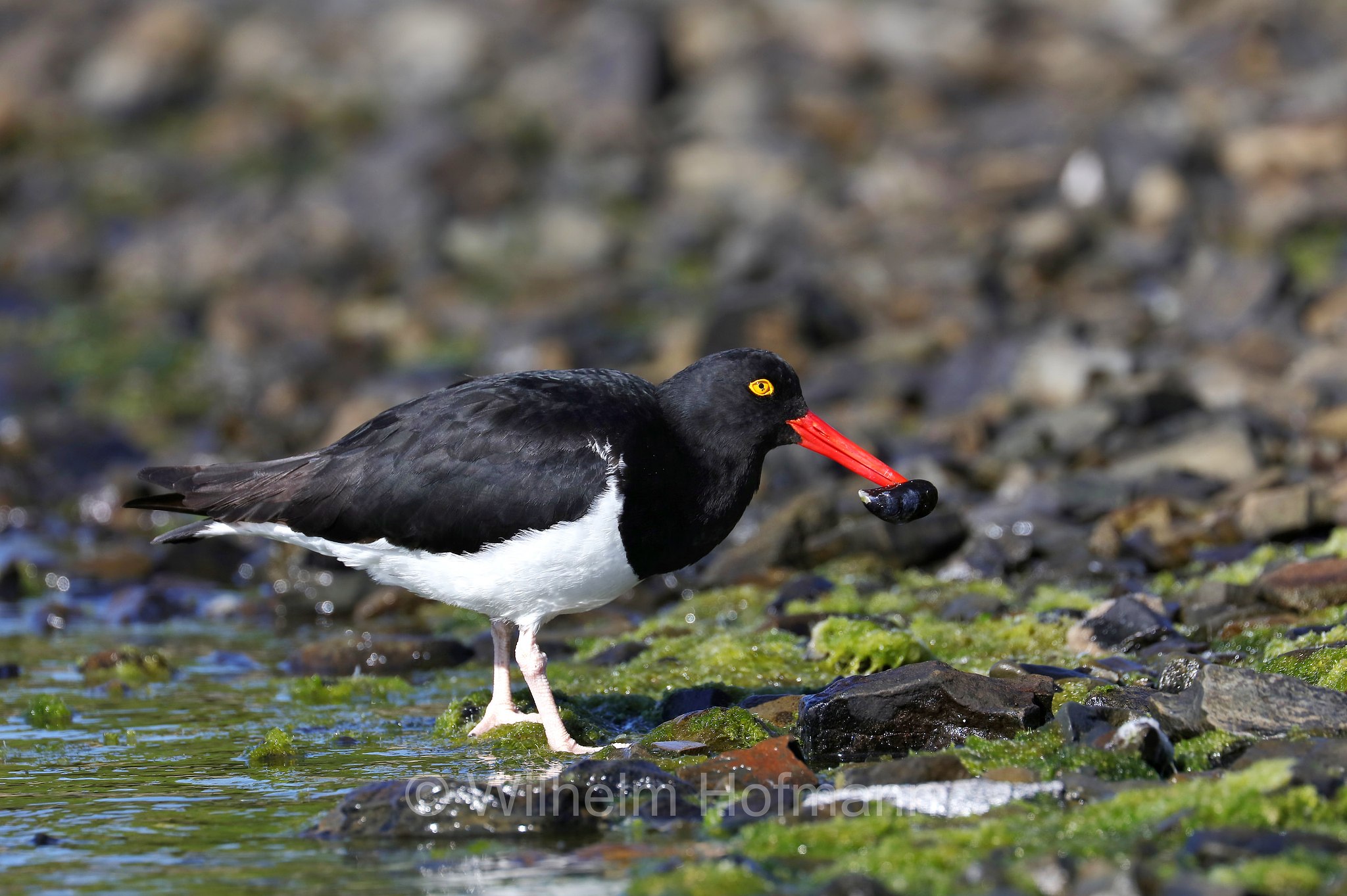 Magellanic oystercatcher, Feuerland-Austernfischer, Magellanausternfischer, beccaccia di mare di Magellano, Haematopus leucopodus, East Falkland, Ostfalkland, Falkland Orientale, Isla Soledad, Falkland Islands, Falklandinseln, Isole Falkland