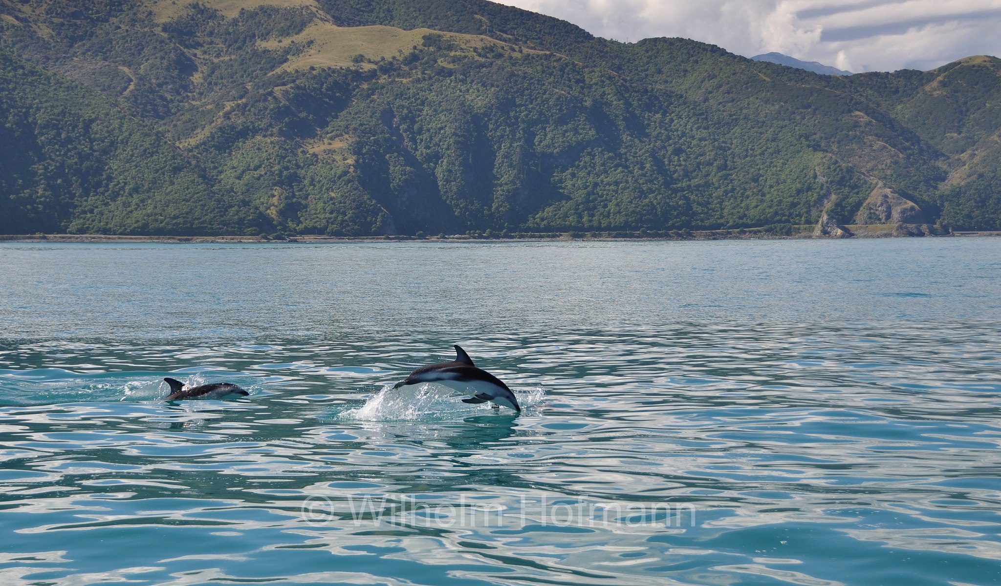 dusky dolphin, Schwarzdelfin, lagenorinco scuro, Aethalodelphis obscurus, Sagmatias obscurus, Kaikoura, Kaikōura, South Island, Südinsel, Isola del Sud, New Zealand, Neuseeland, Nuova Zelanda