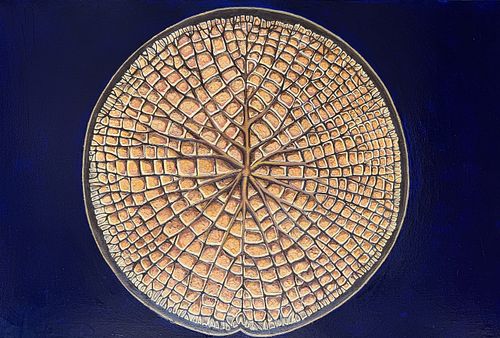 Fossilised Lillypad