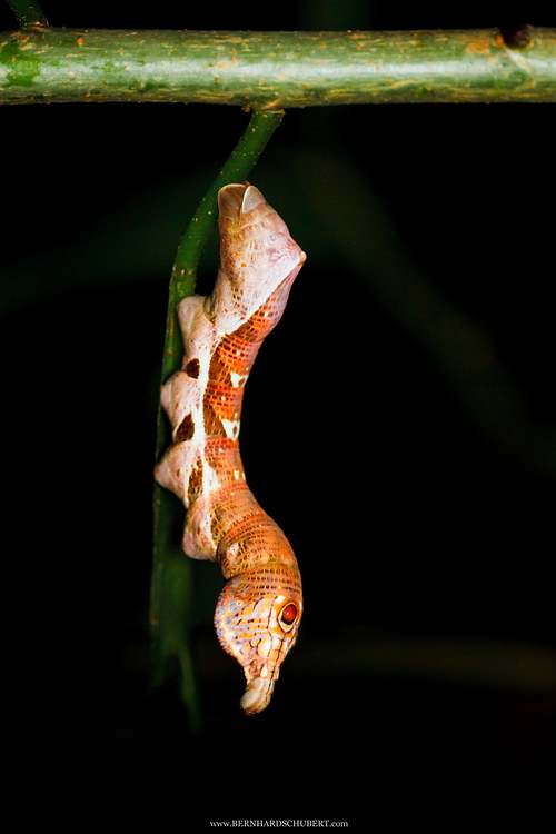 Elibia dolichus - Large-banded hawk moth