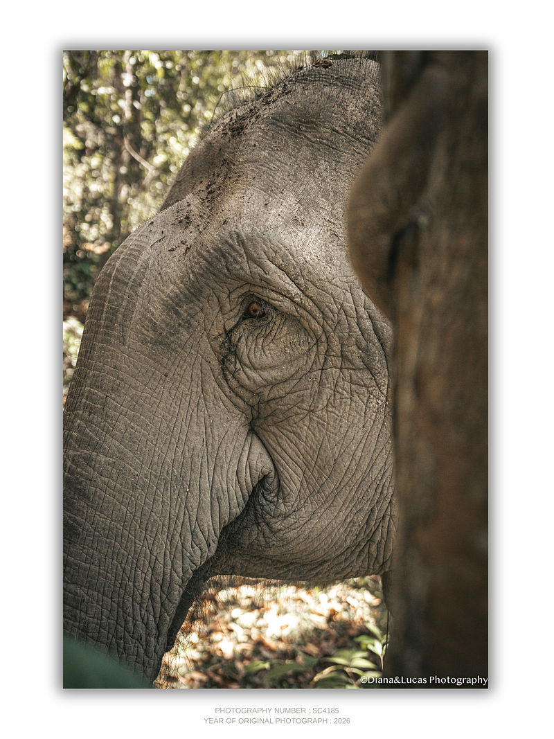 COLLECTION - GIANTS OF THE LAND VERTICAL - "Somewhere Else" - LIMITED EDITION 10 of 10