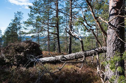 Norwegische Taiga