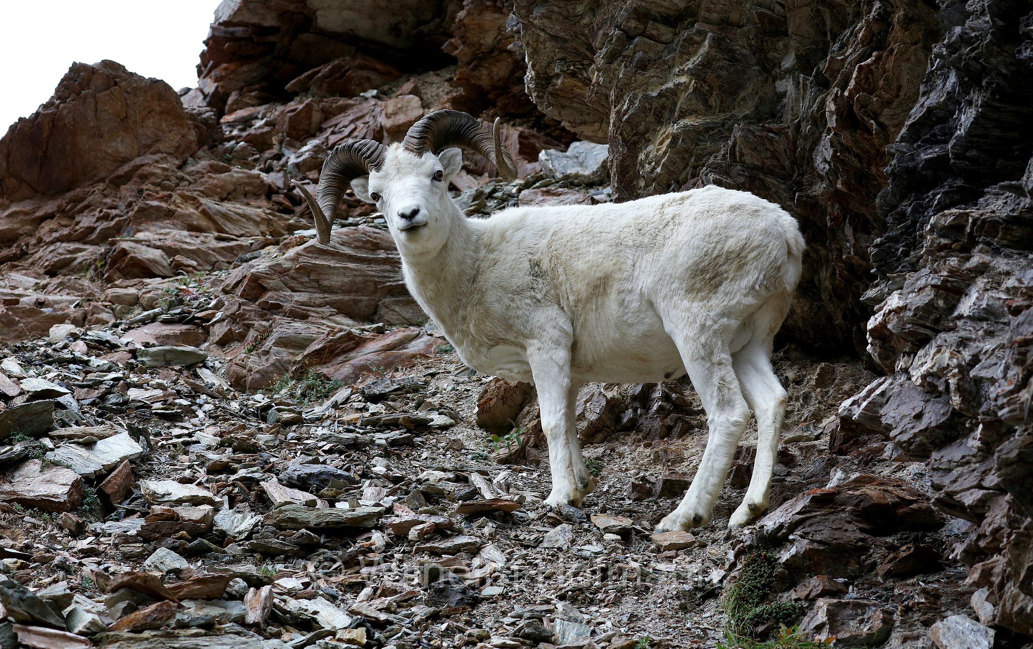 Ovis dalli, Dall sheep, thinhorn sheep, Dall-Schaf, Alaska-Schneeschaf, bighorn bianco, pecora di Dall, ariete di Dall, Savage Canyon, Denali National Park, Denali National Park and Preserve, Denali-Nationalpark, Parco nazionale del Denali, Alaska, USA