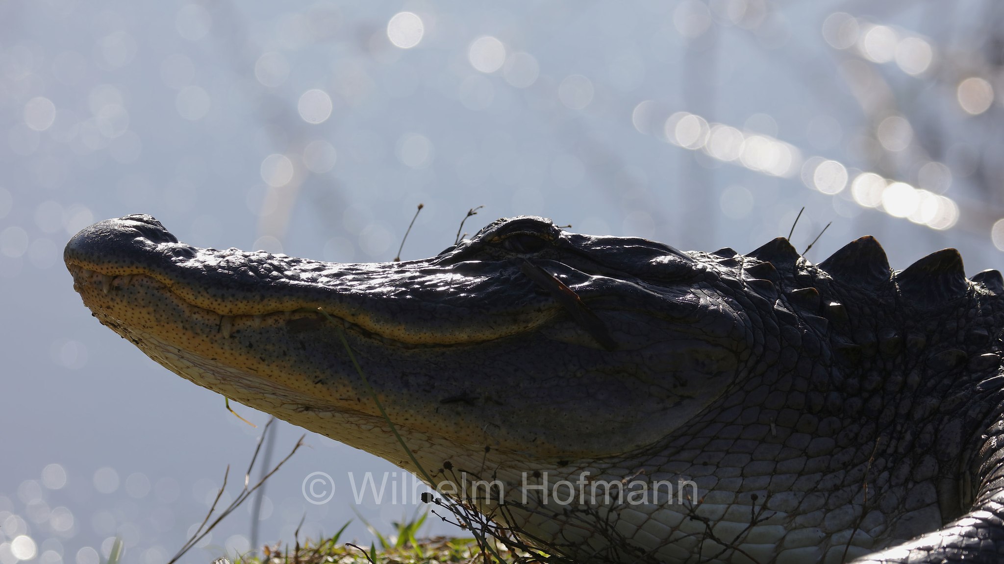Alligator mississippiensis, American alligator, common alligator, gator, Mississippi-Alligator, Hechtalligator, alligatore del Mississippi, Sevenmile Slough, Double Trailhead, Kissimmee Prairie Preserve State Park, Florida, USA
