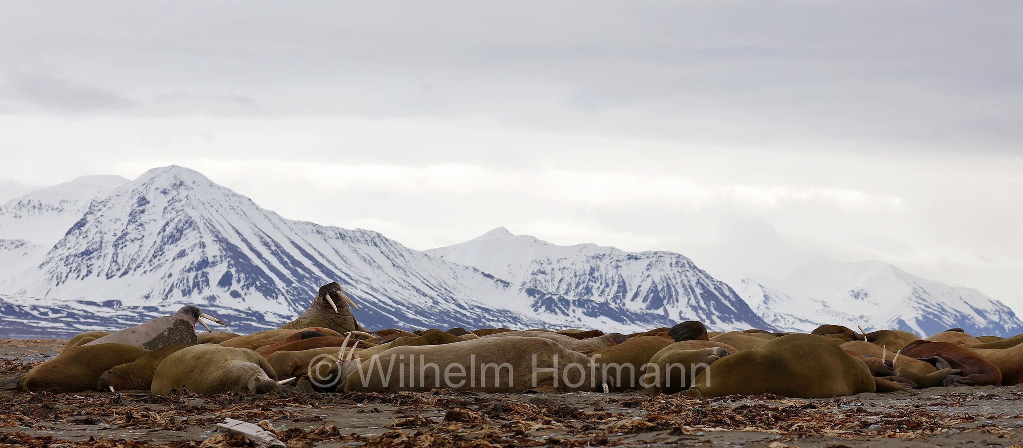Odobenus rosmarus rosmarus, Atlantic walrus, Atlantisches Walross, tricheco dell'Atlantico, Forlandet National Park, Forlandet-Nationalpark, parco nazionale Forlandet, Prins Karls Forland, Prinz-Karl-Vorland, Svalbard, Spitzbergen, Norway, Norwegen, Norvegia