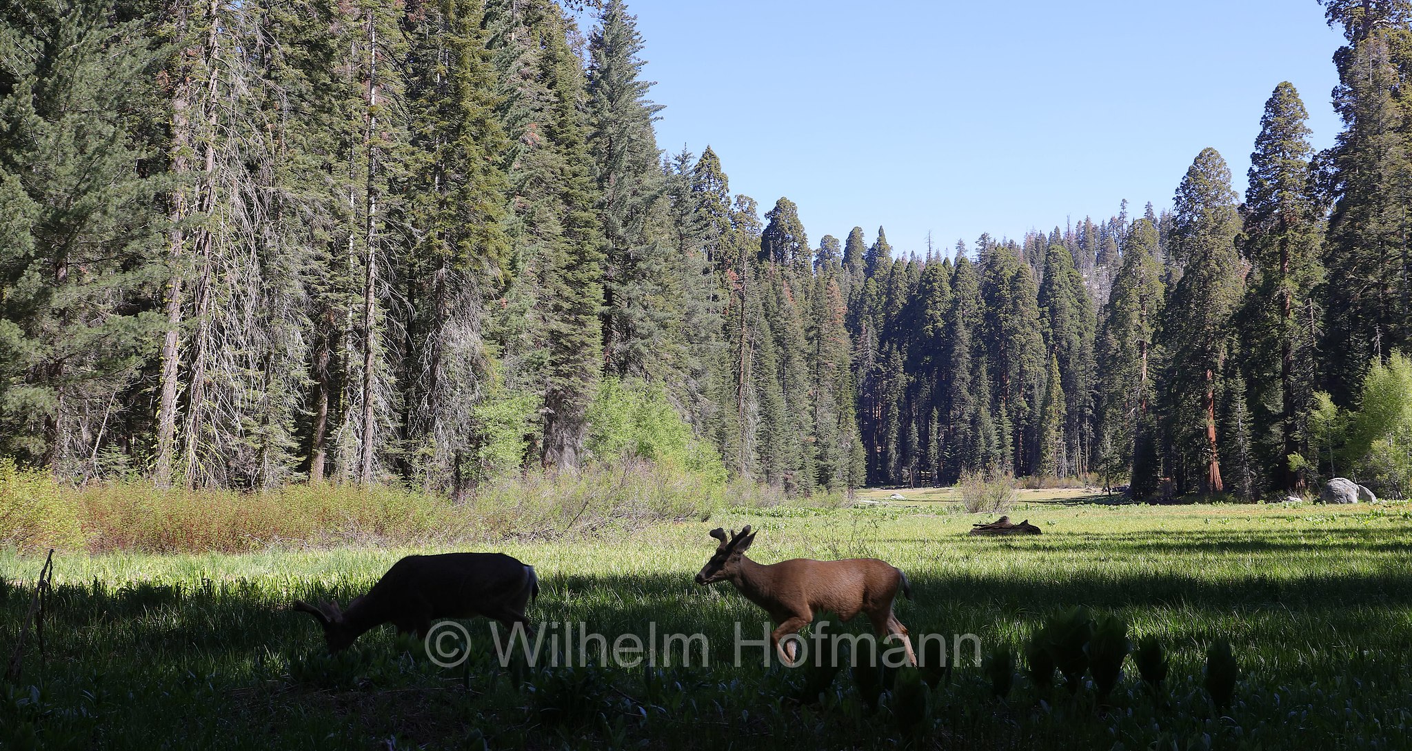 Odocoileus hemionus, mule deer, Maultierhirsch, Großohrhirsch, cervo mulo, Crescent Meadow, Sequoia National Park, Sequoia-Nationalpark, Parco nazionale di Sequoia, California, Kalifornien, USA