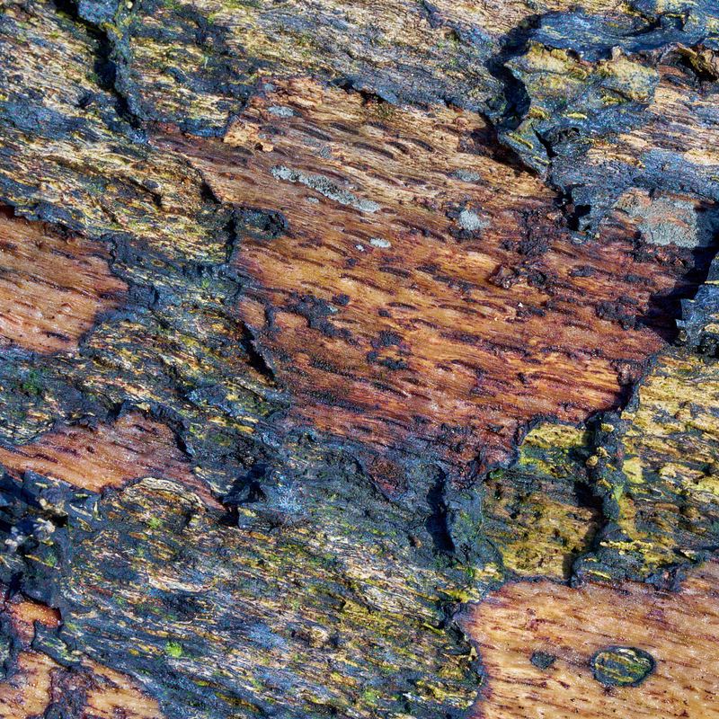 Abstracte natuurfotografie (4 juli 2026)
