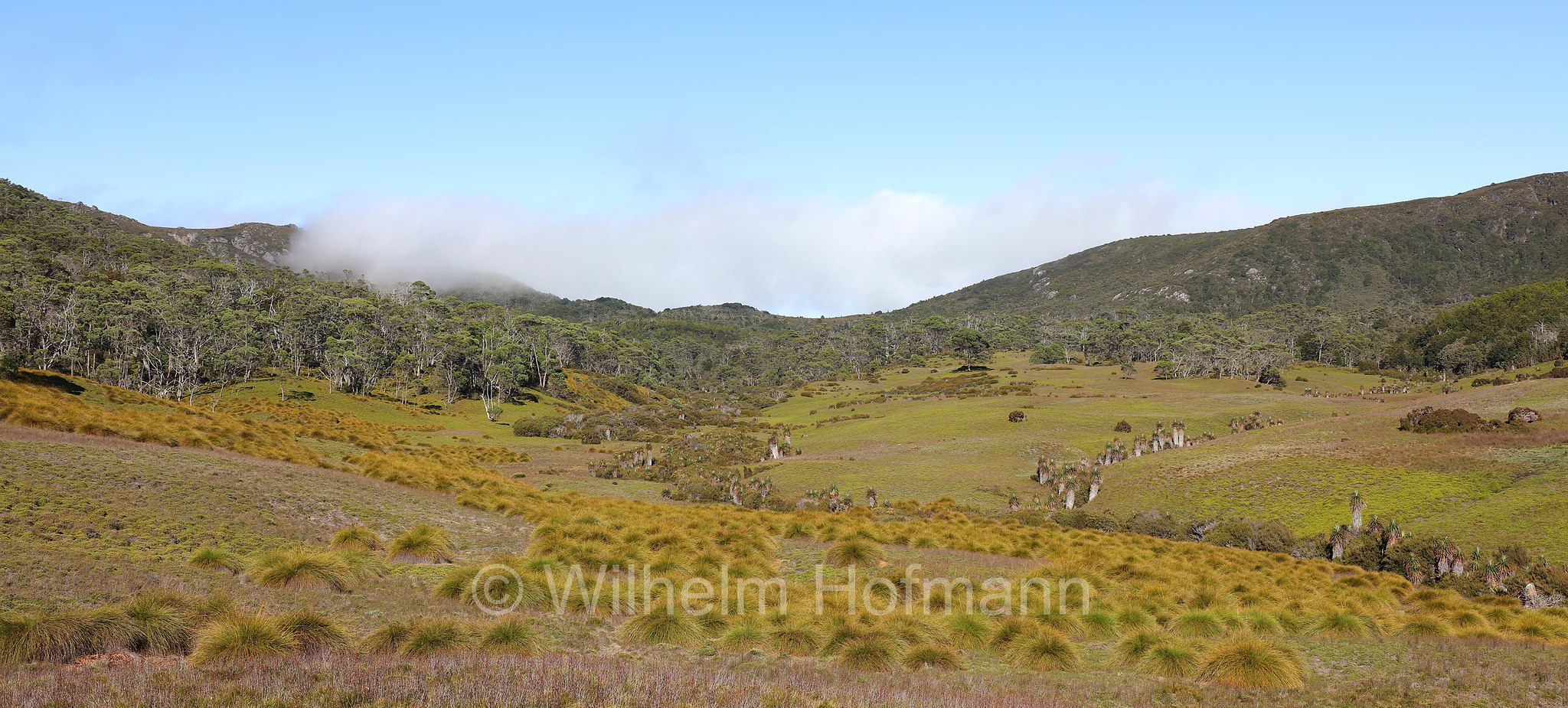 Grassland, Lake Lilla Track, Cradle Mountain National Park, Cradle Mountain-Lake St Clair National Park, Cradle-Mountain-Lake-St.-Clair-Nationalpark, Parco nazionale del monte Cradle-lago St Clair, Tasmania, Tasmanien, Australia, Australien
