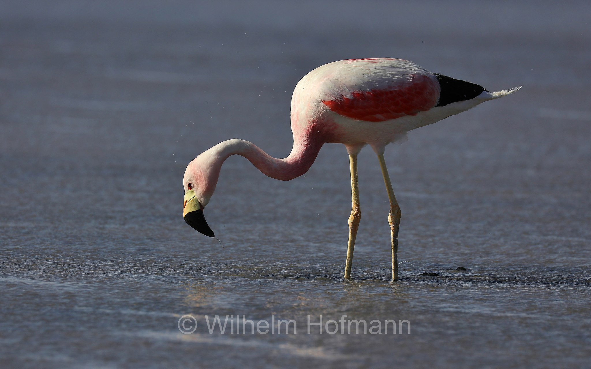 Andean flamingo, Andenflamingo, Gelbfußflamingo, fenicottero delle Ande, Phoenicoparrus andinus, Atacama Desert, Atacama-Wüste, deserto di Atacama, Chile, Cile, Laguna Piedra