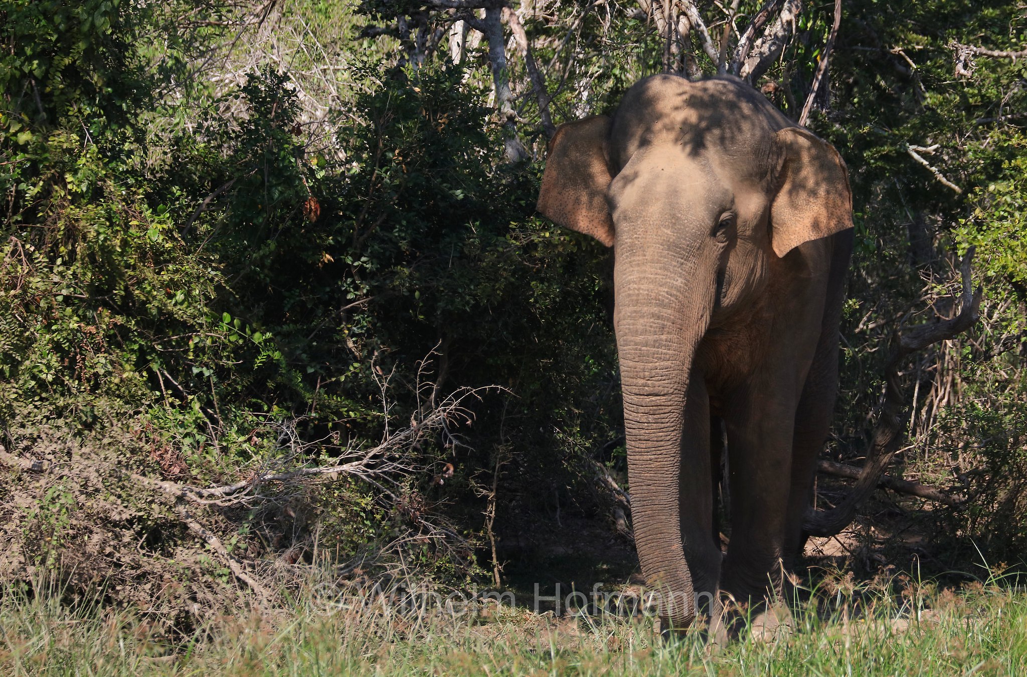 Sri Lankan elephant, Sri-Lanka-Elefant, Ceylon-Elefant, elefante dello Sri Lanka, Elephas maximus maximus, Sri Lanka, Bundala National Park, Bundala Nationalpark, Parco nazionale Bundala