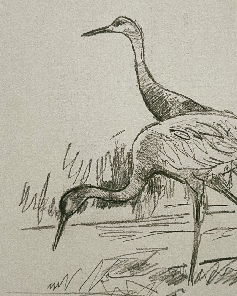 Sandhill Crane Study