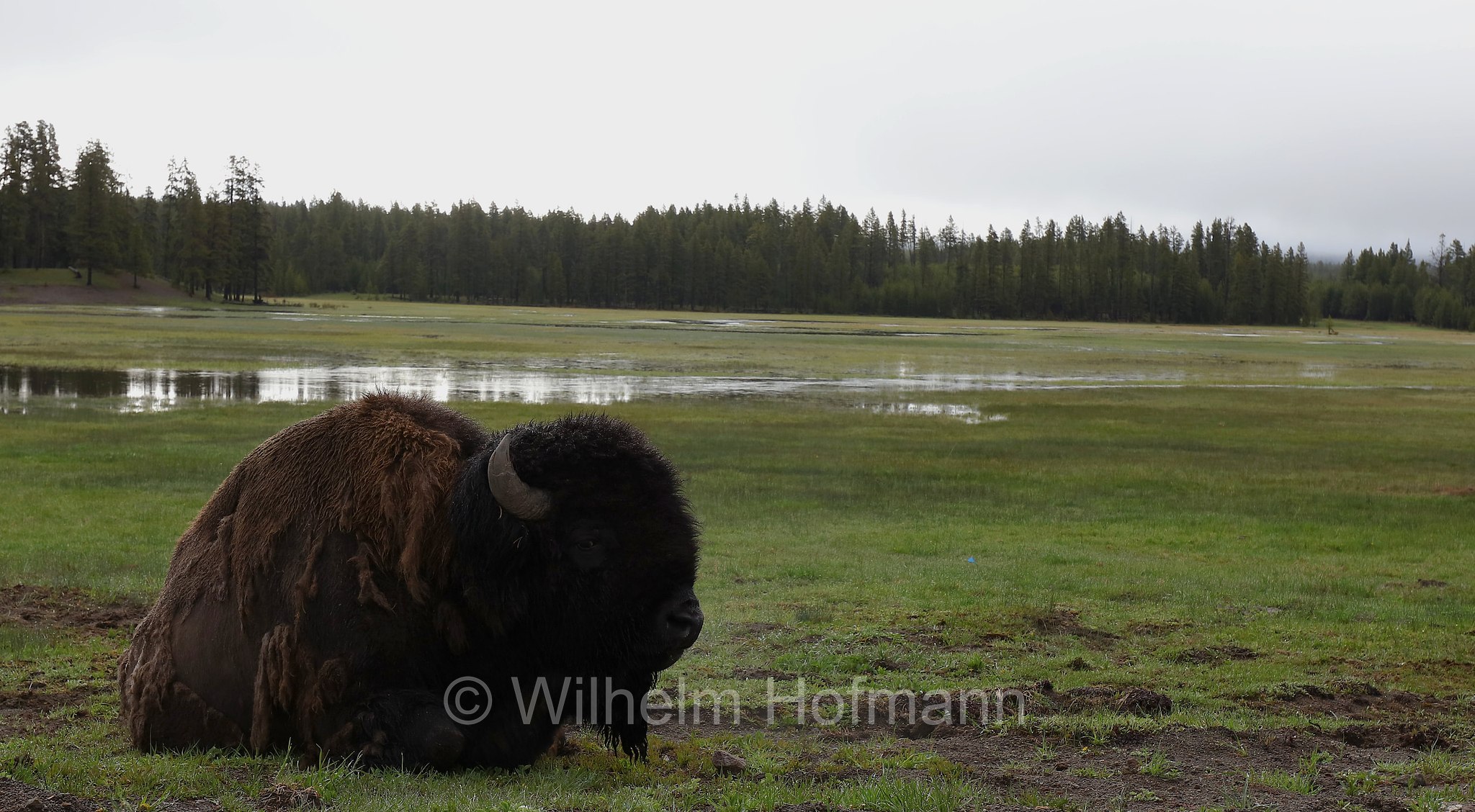 Plains bison, Präriebison, bisonte delle pianure, Bison bison bison, Yellowstone National Park, Yellowstone-Nationalpark﻿, parco nazionale di Yellowstone, Wyoming, USA