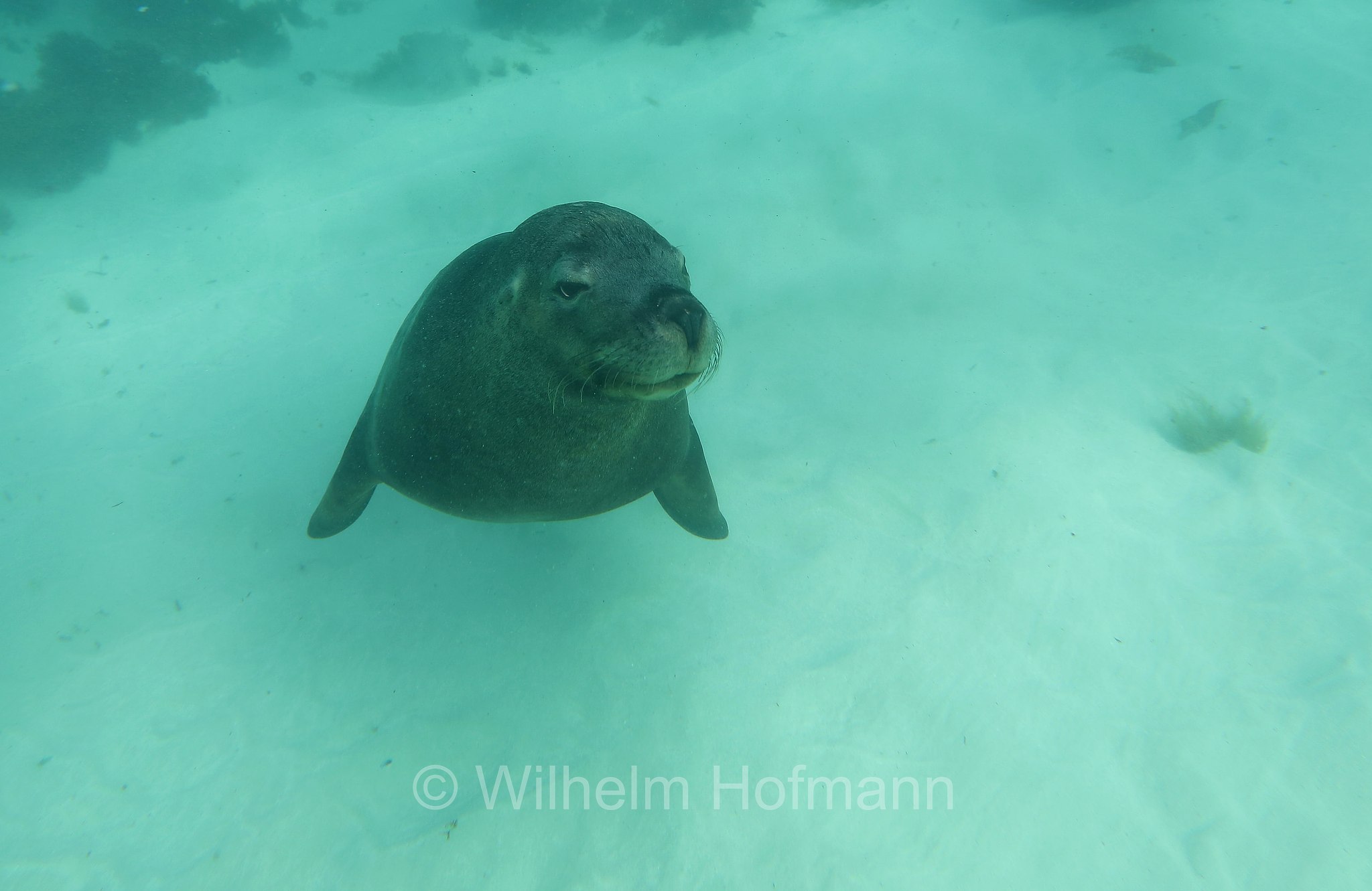 Australian sea lion, Australian sea-lion, Australian sealion, Australischer Seelöwe, leone marino australiano, Neophoca cinerea, Jurien Bay Marine Park, Western Australia, Westaustralien, Australia Occidentale, Australia, Australien