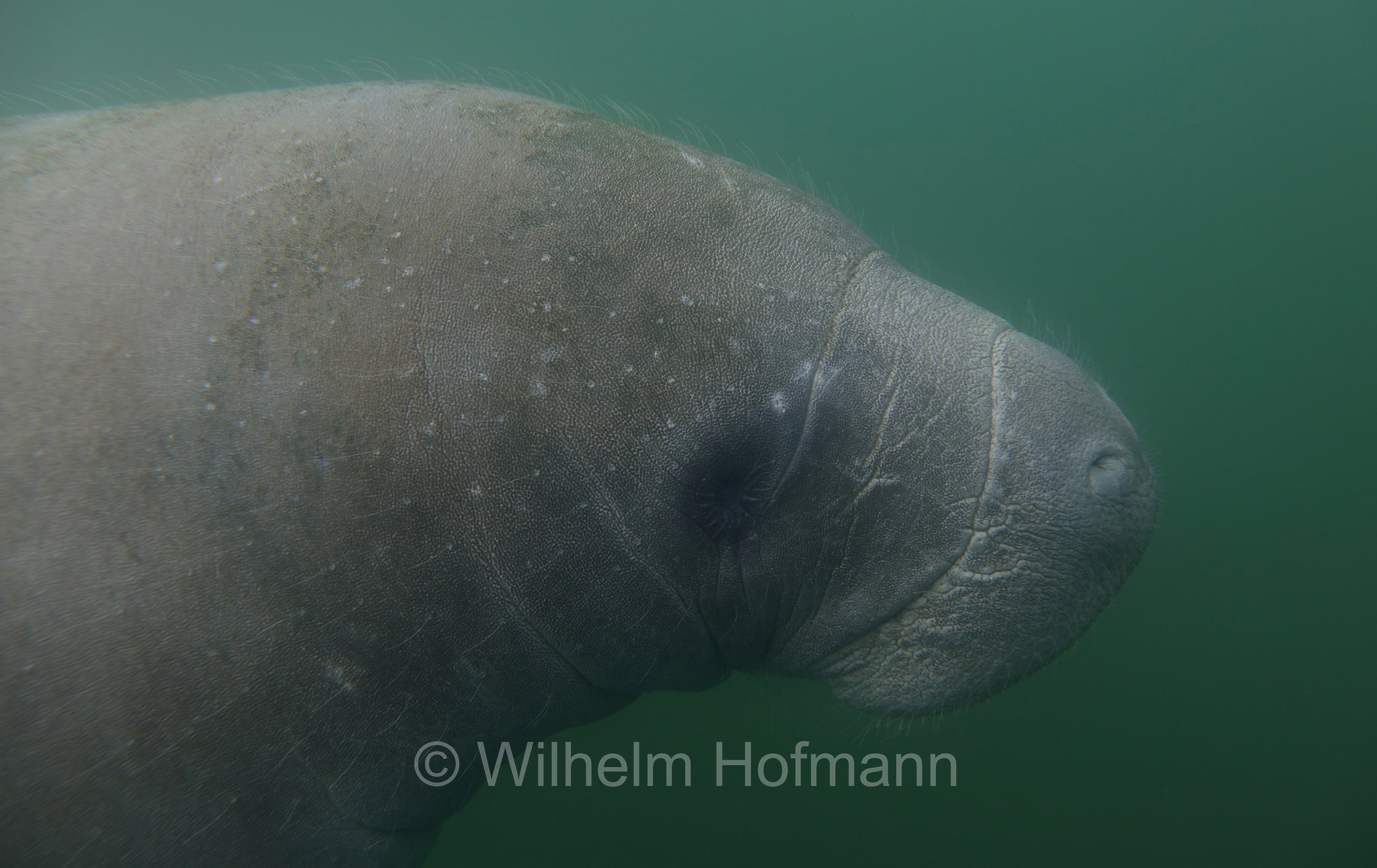 Trichechus manatus latirostris, Florida manatee, Florida-Seekuh, Florida-Manati, lamantino della Florida, manato della Florida, Crystal River, Kings Bay Park, Florida, USA