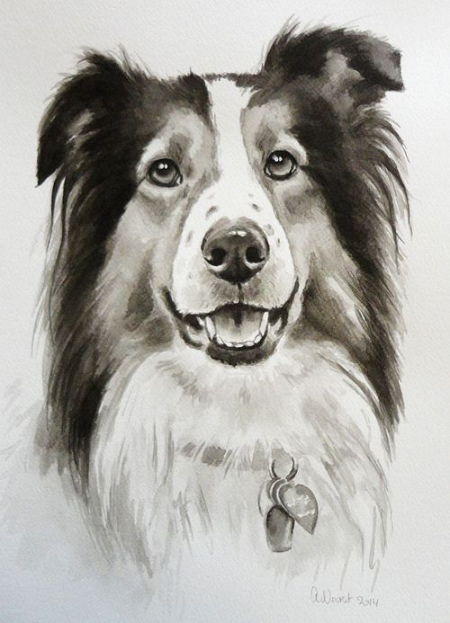Black and white portrait of a Sheltie therapy dog