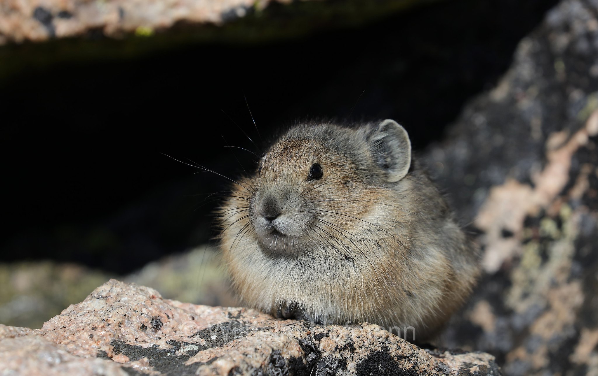Ochotona princeps, American Pika, Amerikanische Pfeifhase, pica americano, Mount Blue Sky, Colorado, USA