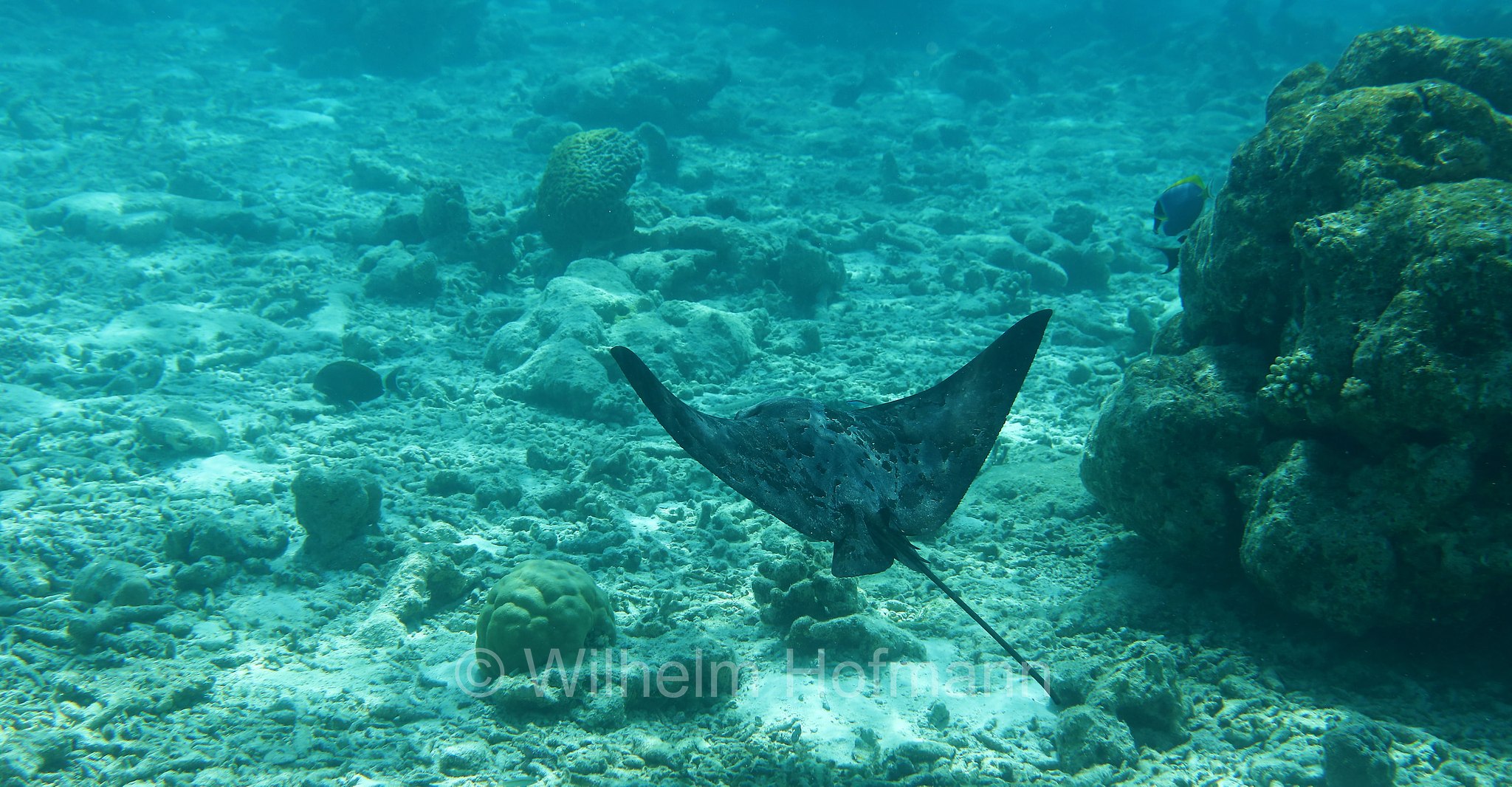 Myliobatis aquila, common eagle ray, Gewöhnliche Adlerrochen, aquila di mare, Malediven, Maldives, Maledive, fihalhohi island resort