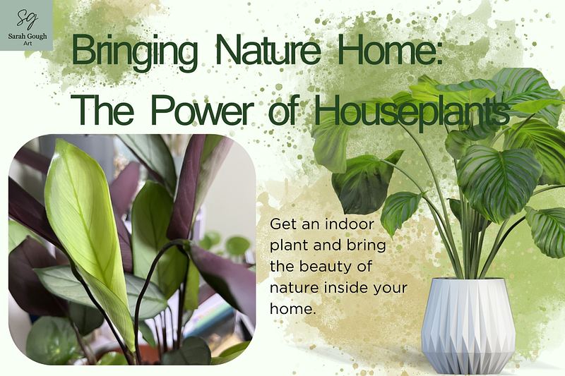 Bringing Nature Home: The Life‑Giving Power of Houseplants