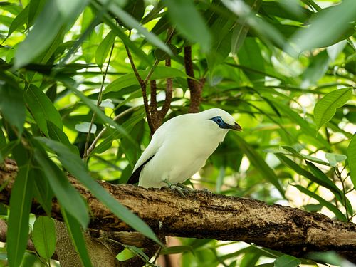 Bali-Star im Tierpark Dählhölzli