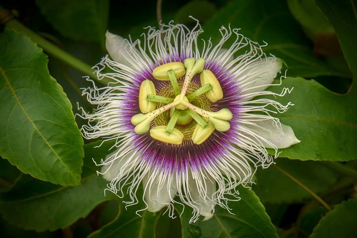Lilikoi Blossom - Waipi'o, Hawaii